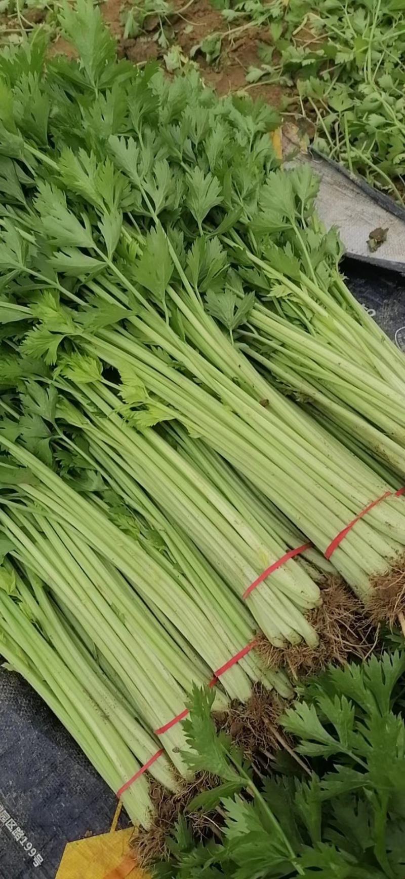山芹~小芹菜，量大质优，实力代收~聊城小芹菜种植区~原产