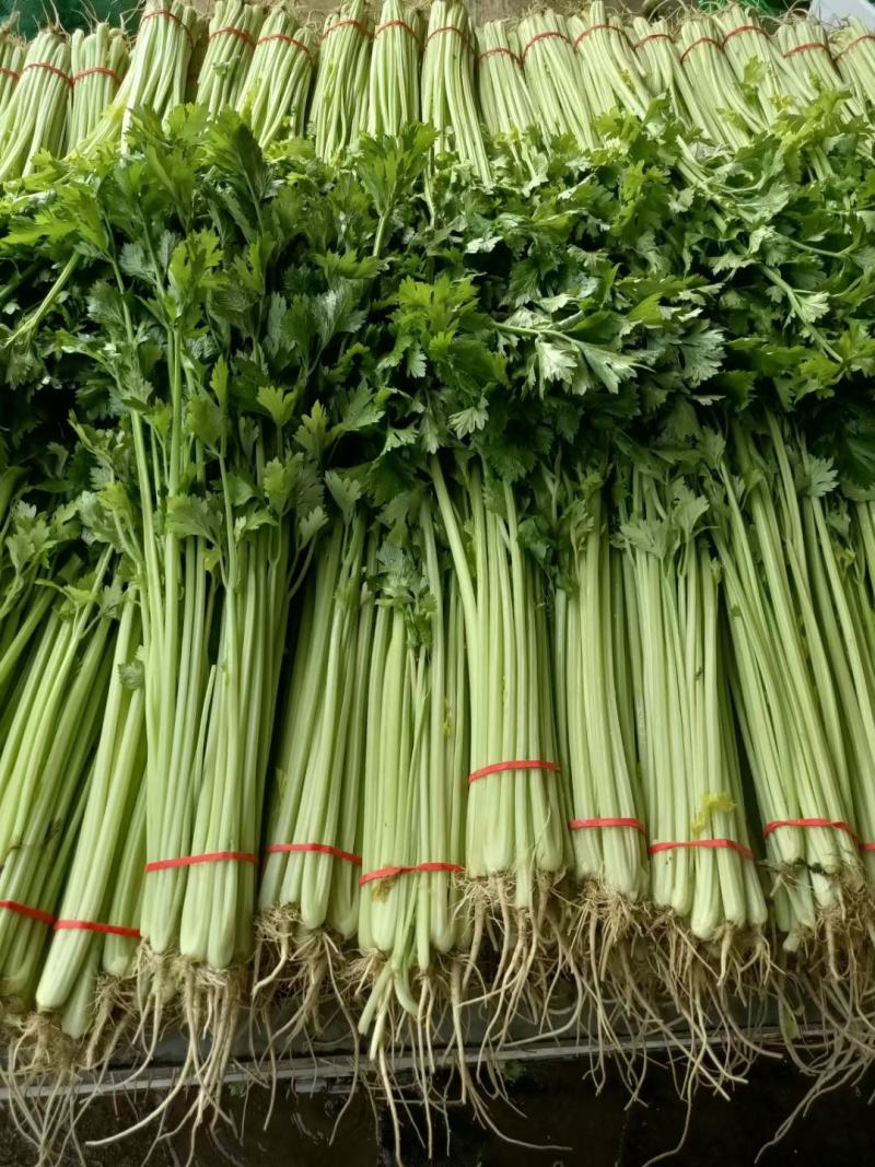 山芹~小芹菜，量大质优，实力代收~聊城小芹菜种植区~原产