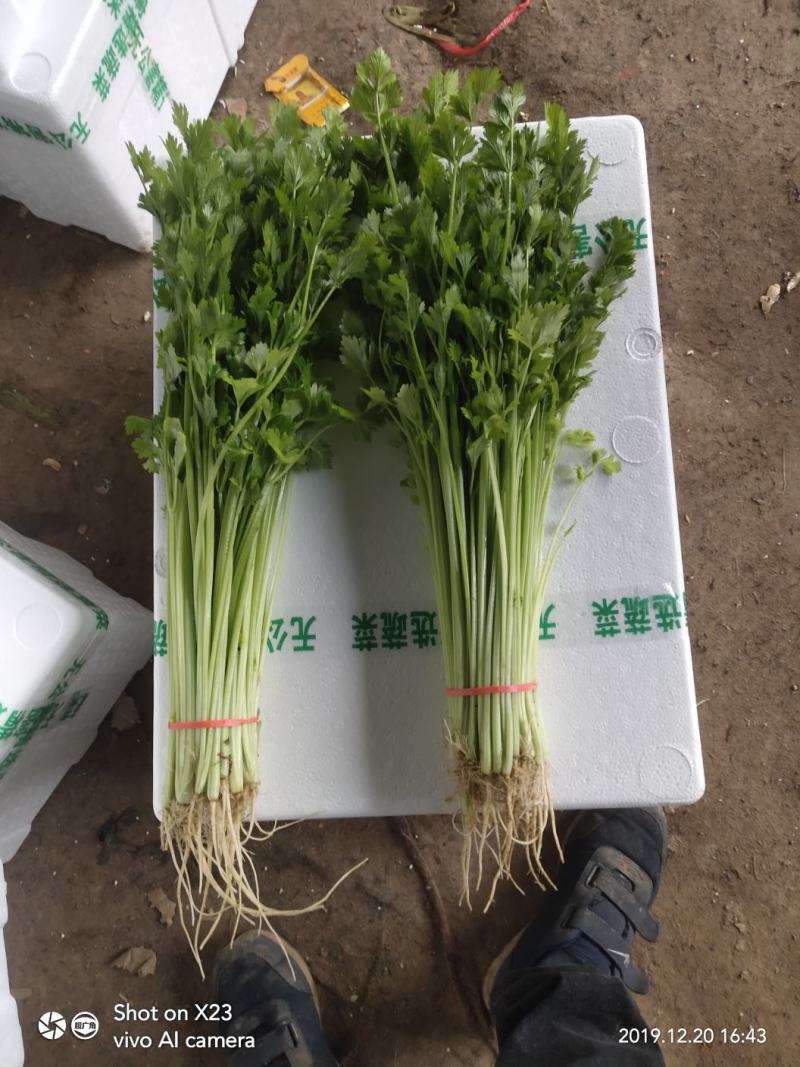 山芹~小芹菜，量大质优，实力代收~聊城小芹菜种植区~原产