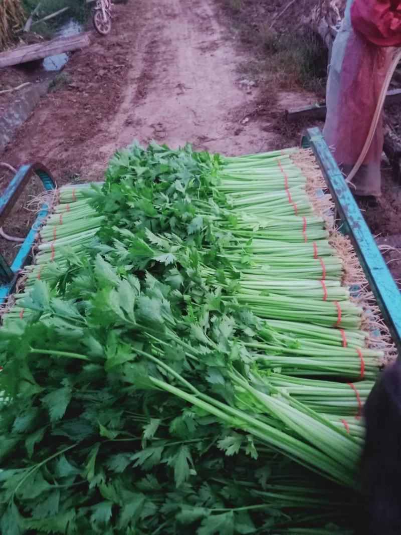 山芹~小芹菜，量大质优，实力代收~聊城小芹菜种植区~原产