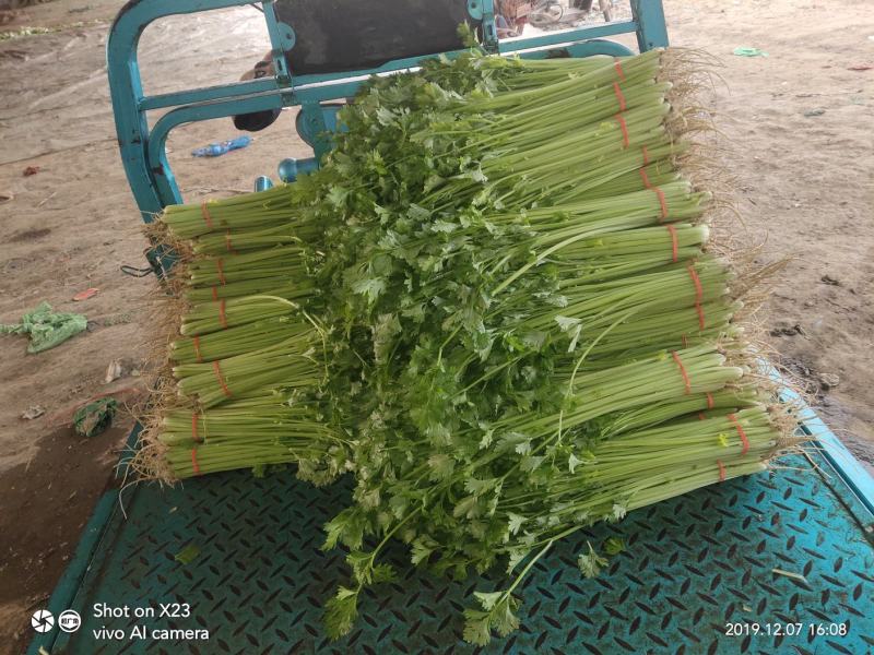 山芹~小芹菜，量大质优，实力代收~聊城小芹菜种植区~原产