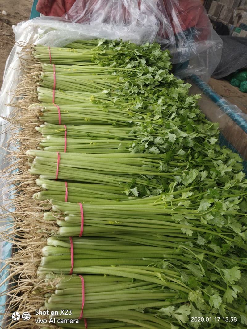 山芹~小芹菜，量大质优，实力代收~聊城小芹菜种植区~原产