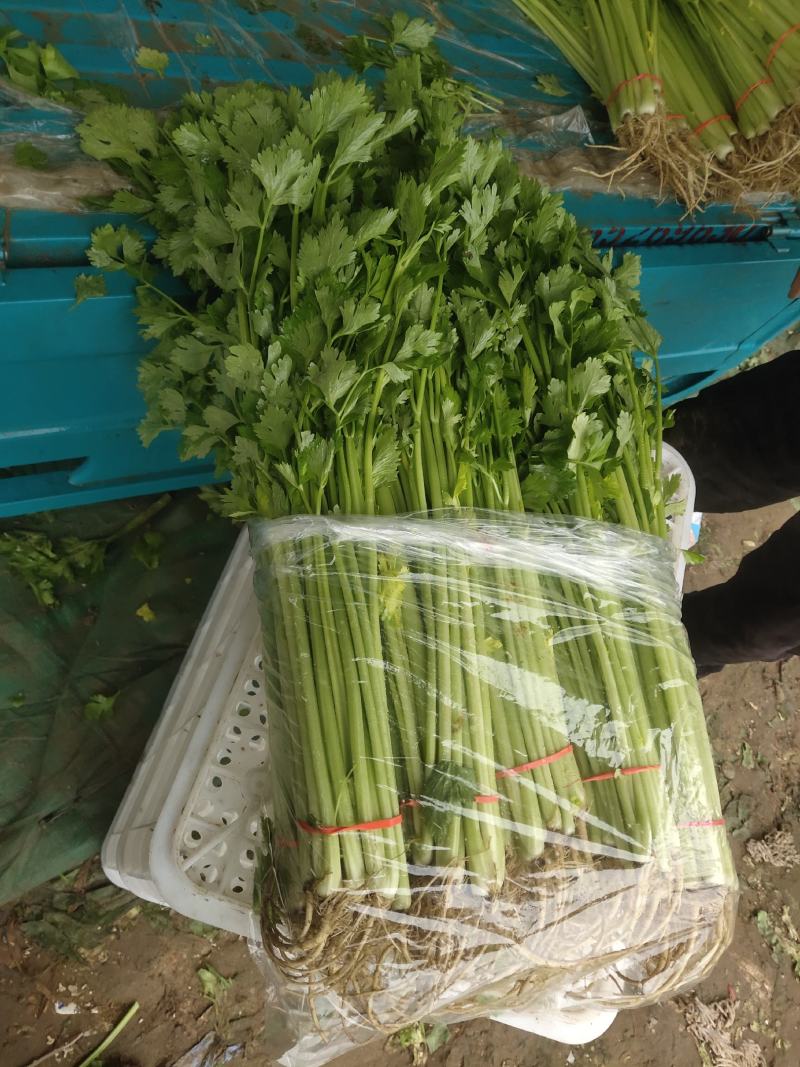 山芹~小芹菜，量大质优，实力代收~聊城小芹菜种植区~原产