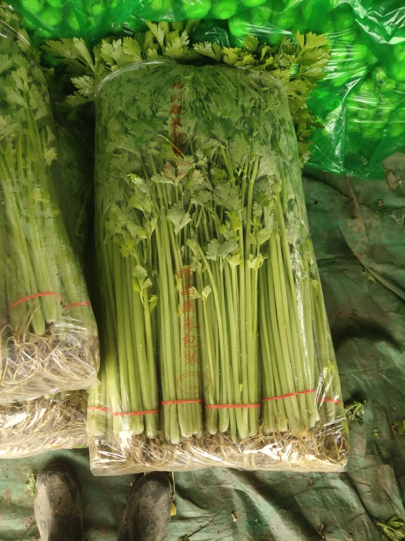 山芹~小芹菜，量大质优，实力代收~聊城小芹菜种植区~原产