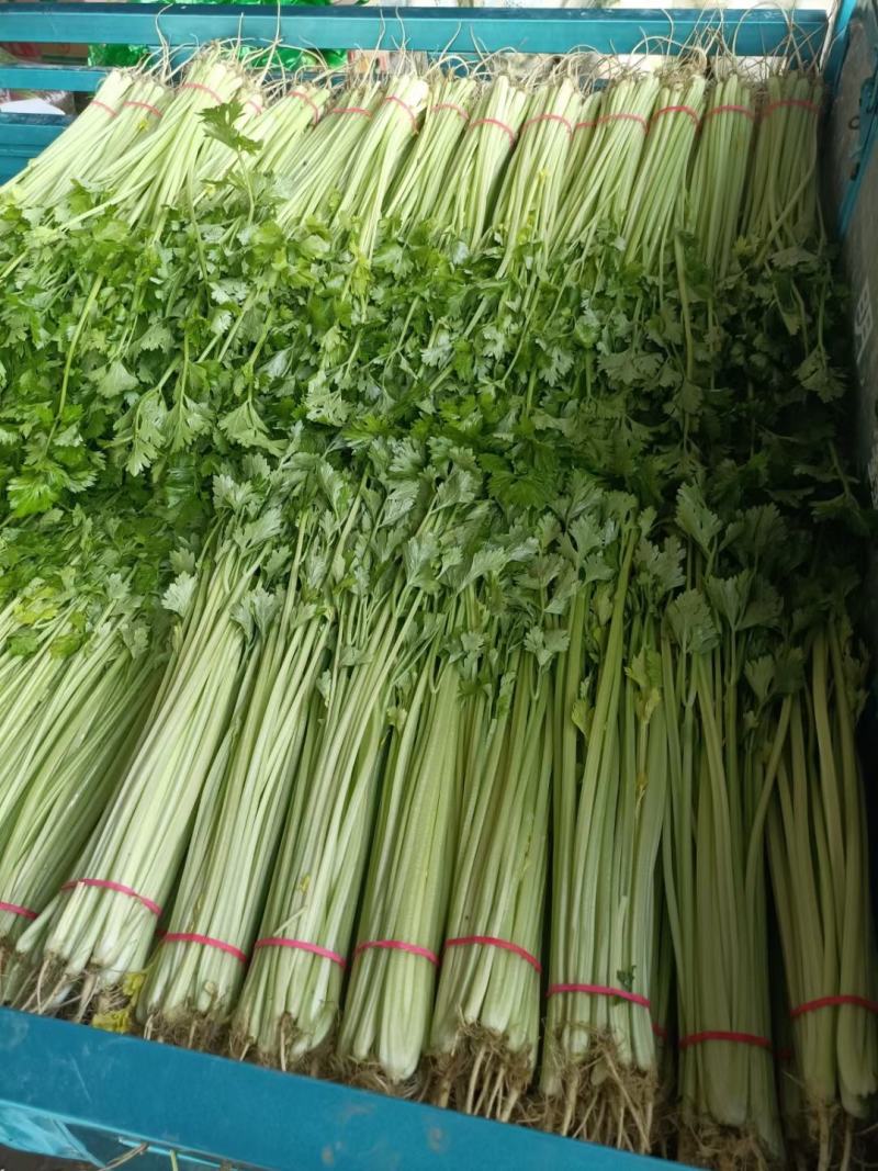 山芹~小芹菜，量大质优，实力代收~聊城小芹菜种植区~原产