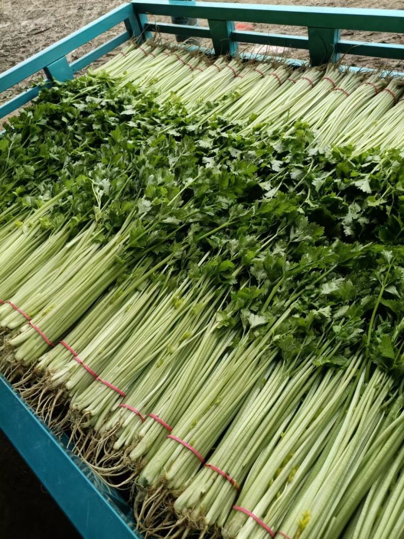 山芹~小芹菜，量大质优，实力代收~聊城小芹菜种植区~原产