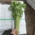 山芹~小芹菜，量大质优，实力代收~聊城小芹菜种植区~原产
