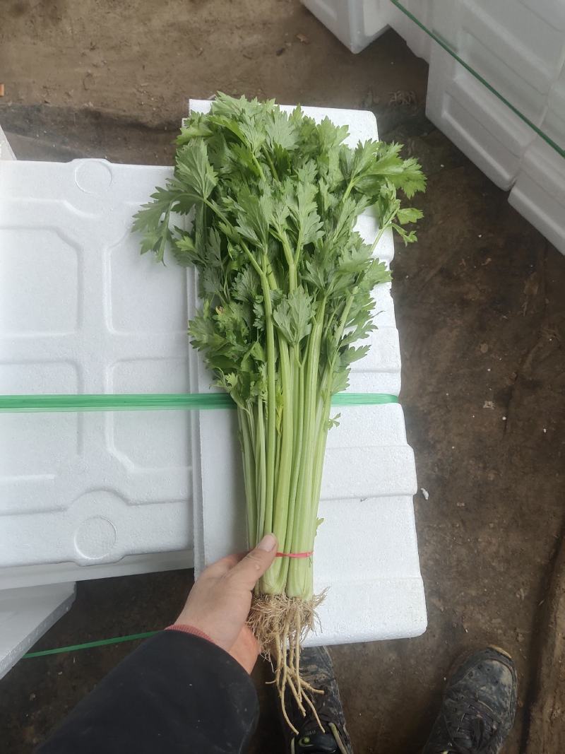 山芹~小芹菜，量大质优，实力代收~聊城小芹菜种植区~原产
