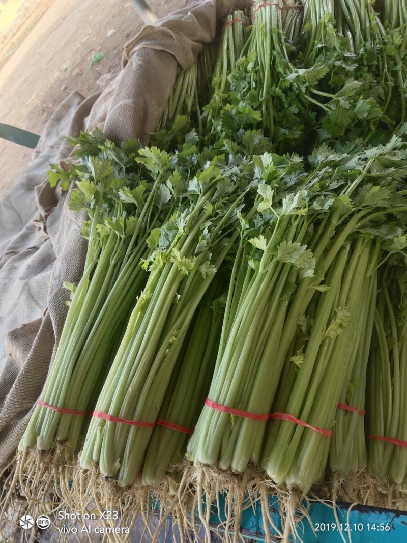 山芹~小芹菜，量大质优，实力代收~聊城小芹菜种植区~原产