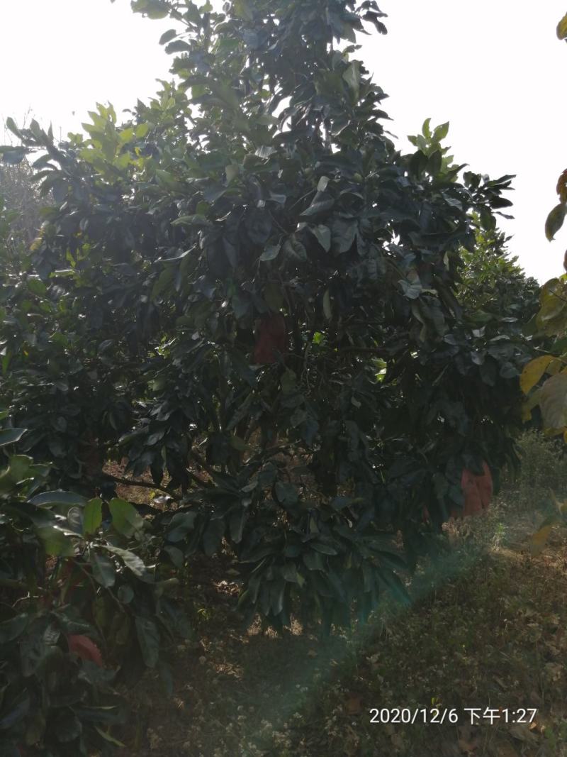 丛生柚子树（蜜柚，红心柚，白柚，单杆低分支，地苗，断根）