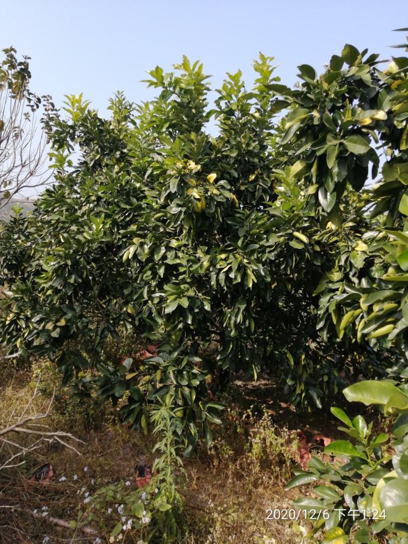 丛生柚子树（蜜柚，红心柚，白柚，单杆低分支，地苗，断根）