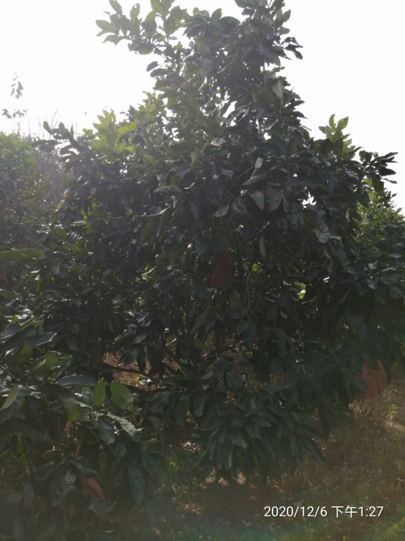 丛生柚子树（蜜柚，红心柚，白柚，单杆低分支，地苗，断根）