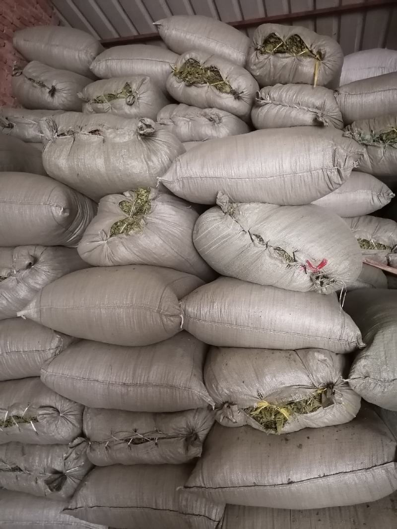 青桑叶！霜桑叶都有三十吨