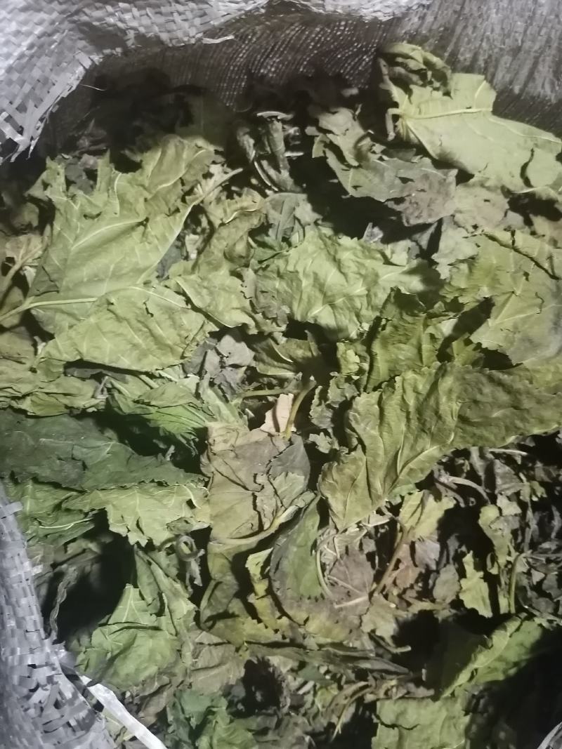 青桑叶！霜桑叶都有三十吨