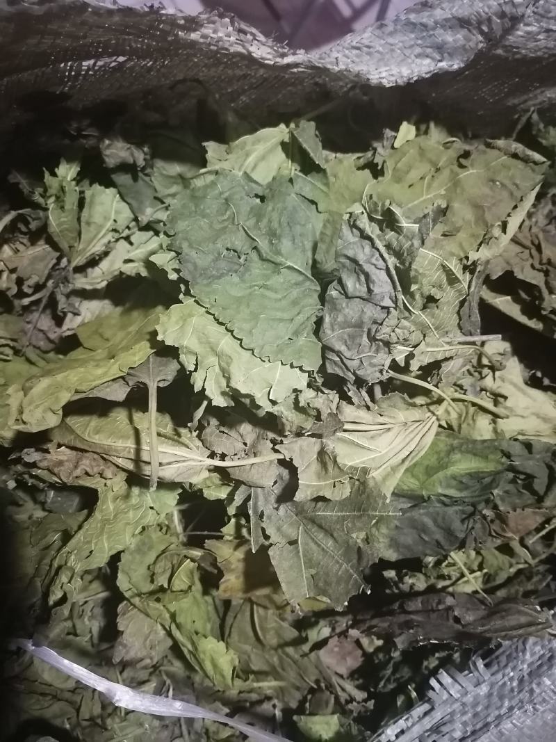 青桑叶！霜桑叶都有三十吨