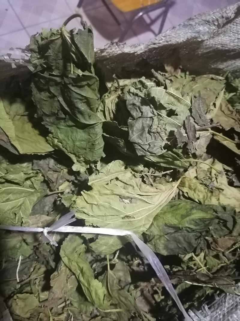 青桑叶！霜桑叶都有三十吨