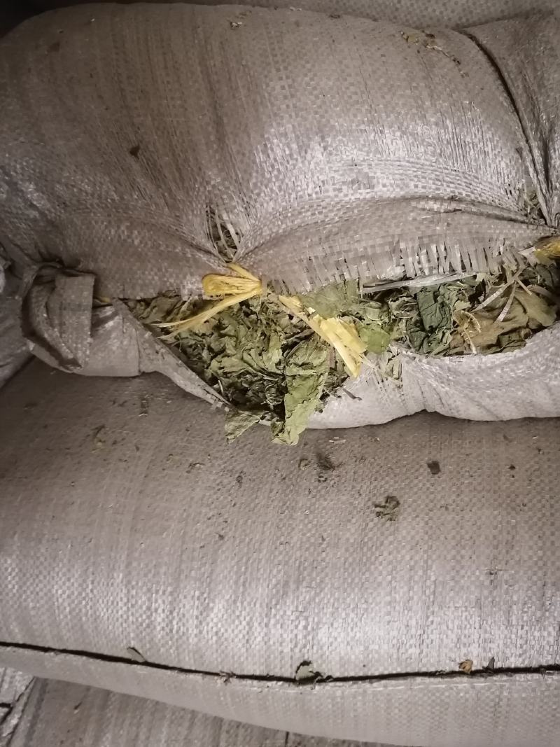 青桑叶！霜桑叶都有三十吨