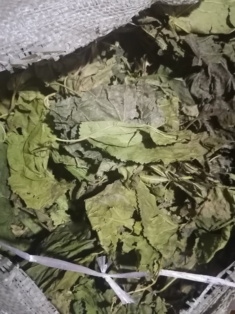 青桑叶！霜桑叶都有三十吨