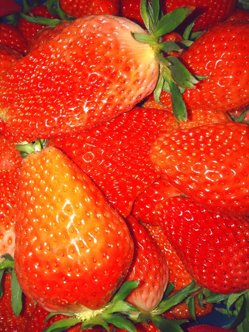 山东烟台精品甜宝大草莓🍓新鲜上市中口感一级棒果型好