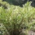 包邮(除偏远地区外)叠鞘石斛苗种植发展，花卉盆景基地直发