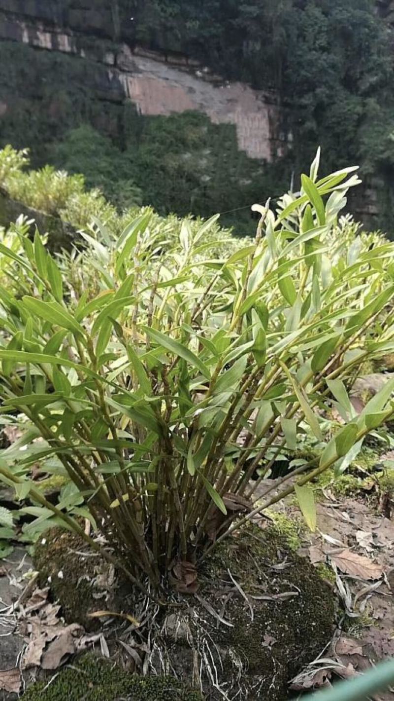 包邮(除偏远地区外)叠鞘石斛苗种植发展，花卉盆景基地直发