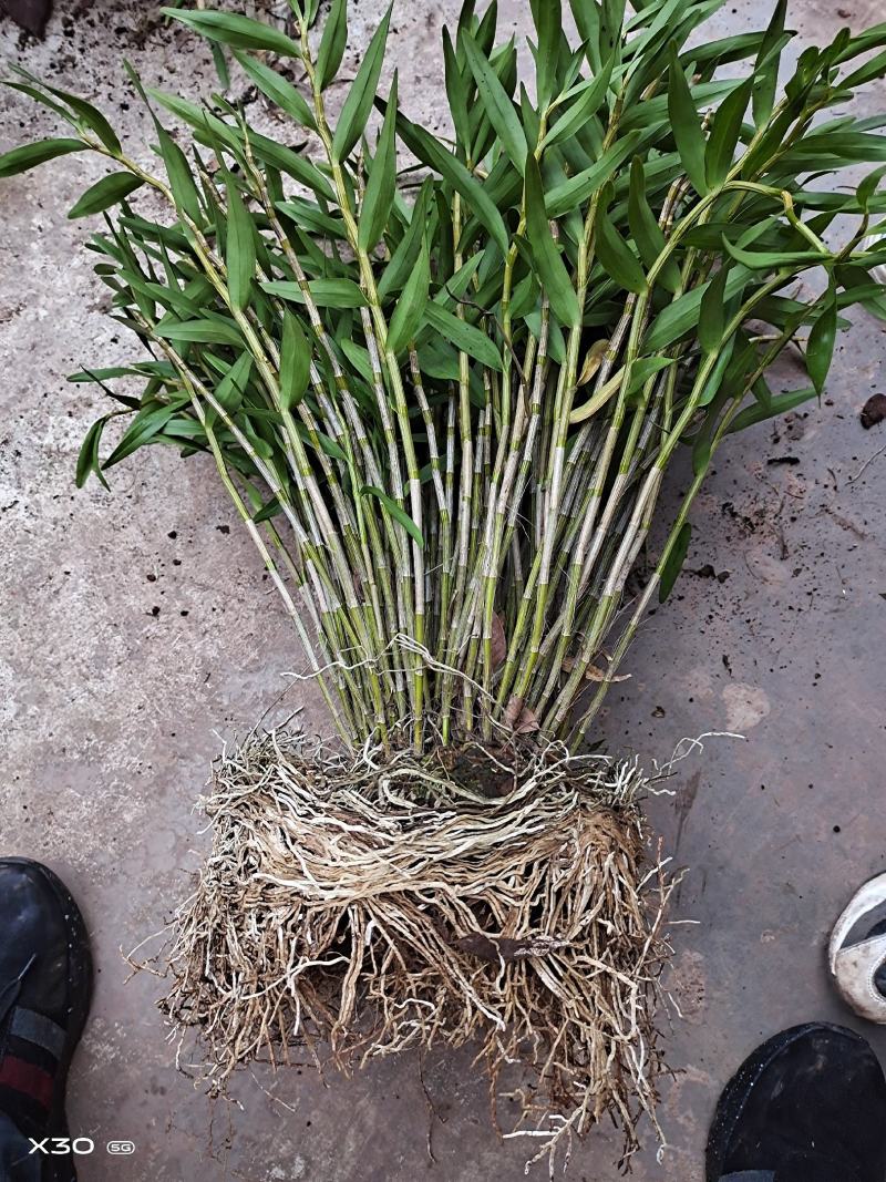 包邮(除偏远地区外)叠鞘石斛苗种植发展，花卉盆景基地直发