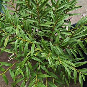 包邮(除偏远地区外)叠鞘石斛苗种植发展，花卉盆景基地直发