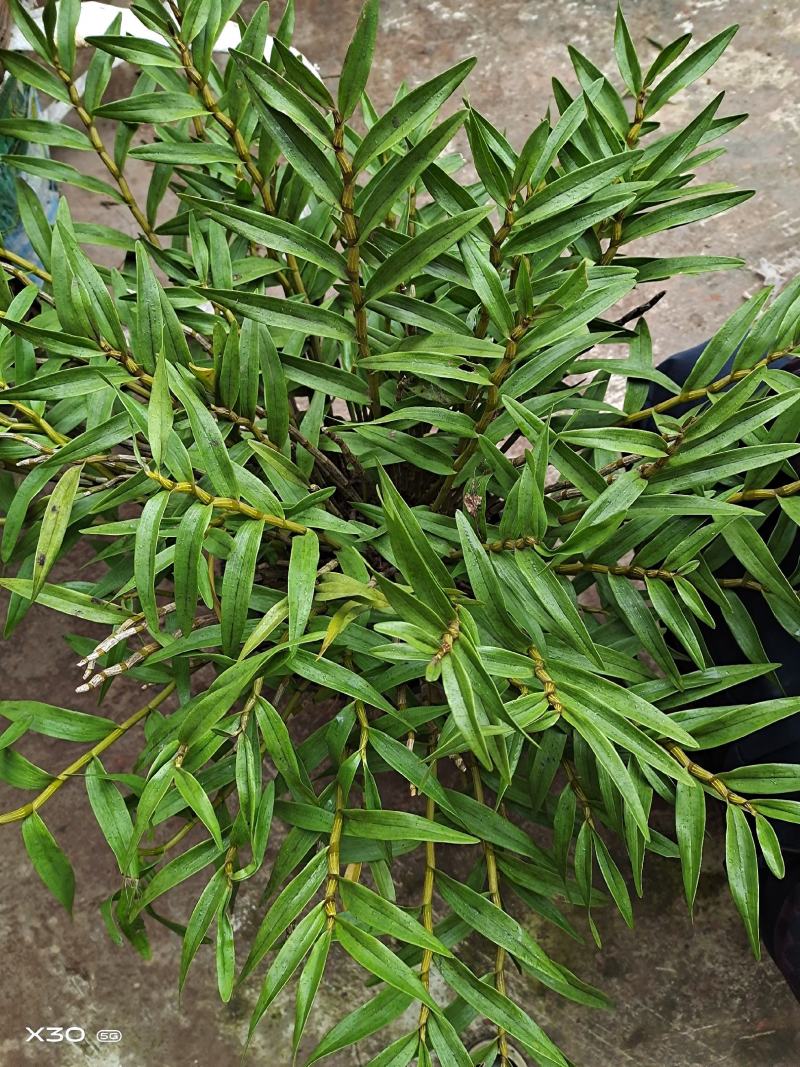 包邮(除偏远地区外)叠鞘石斛苗种植发展，花卉盆景基地直发
