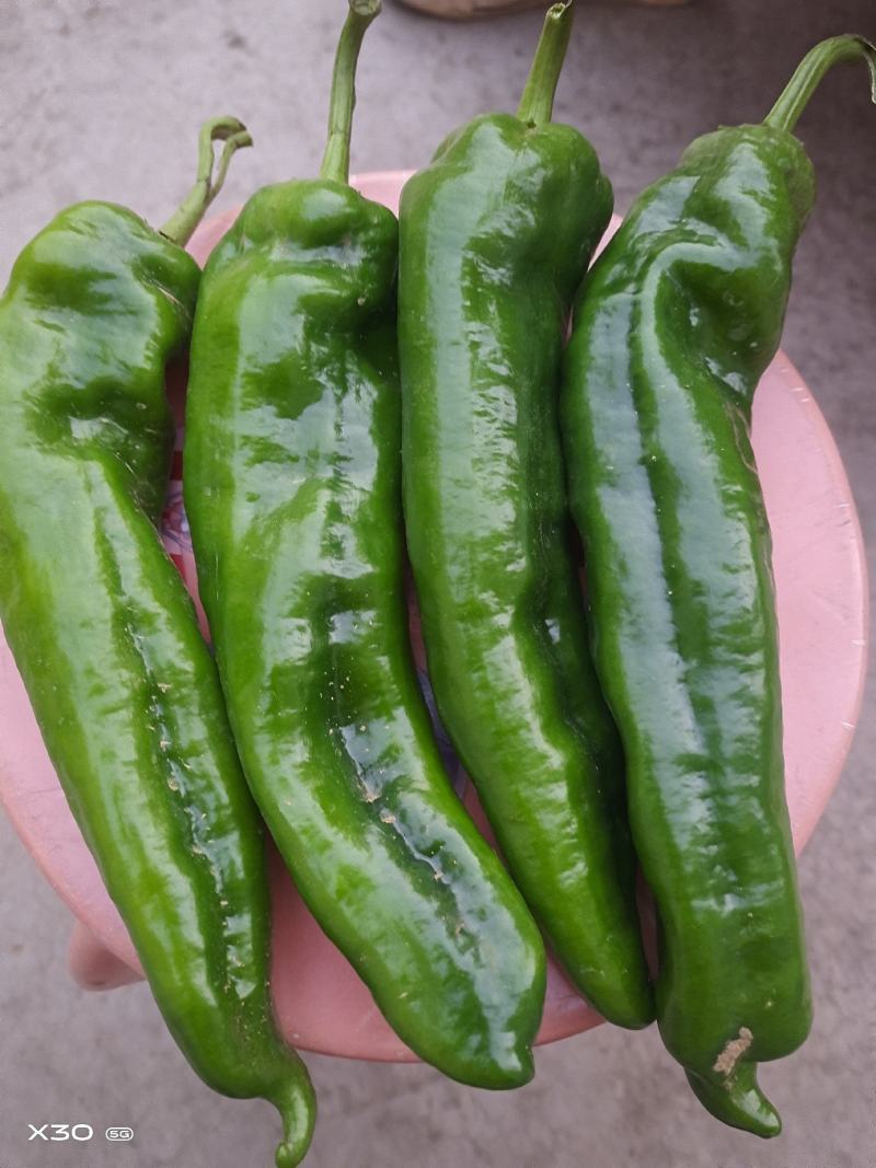 辣椒苗牛角苗羊角椒301308抗病量大从优