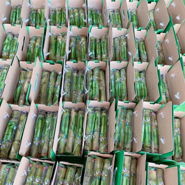 【精选】正宗陶山青皮甘蔗大量上市货量充足量大从优欢迎选购