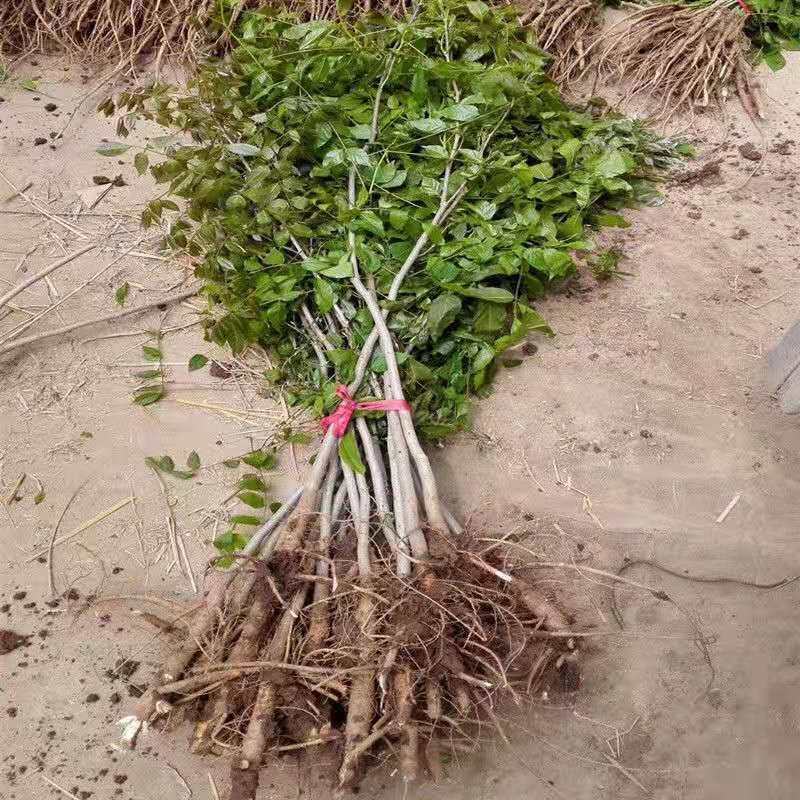 紫藤花苗紫藤花树苗四季开花爬藤绿植物紫藤萝花卉盆栽阳台庭