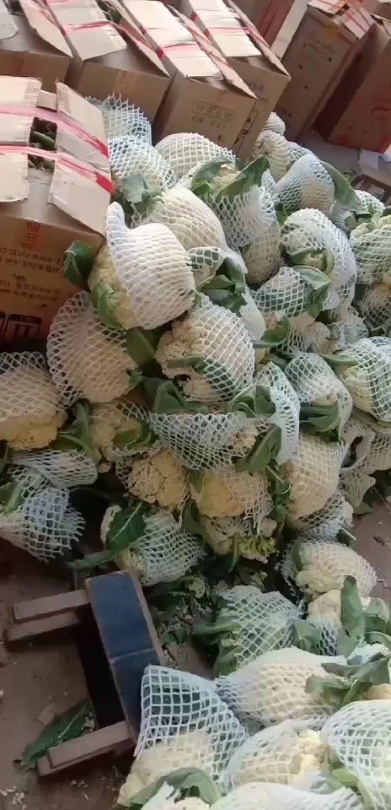 有机花菜，大量供应，基地直供，欢迎客户联系。
