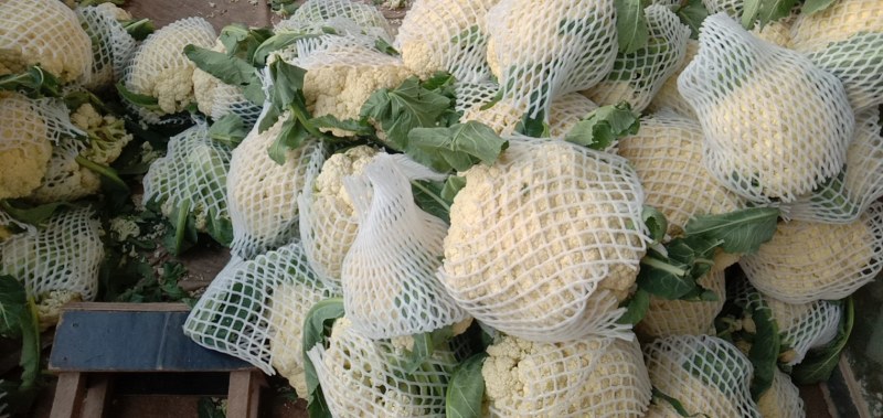 有机花菜，大量供应，基地直供，欢迎客户联系。
