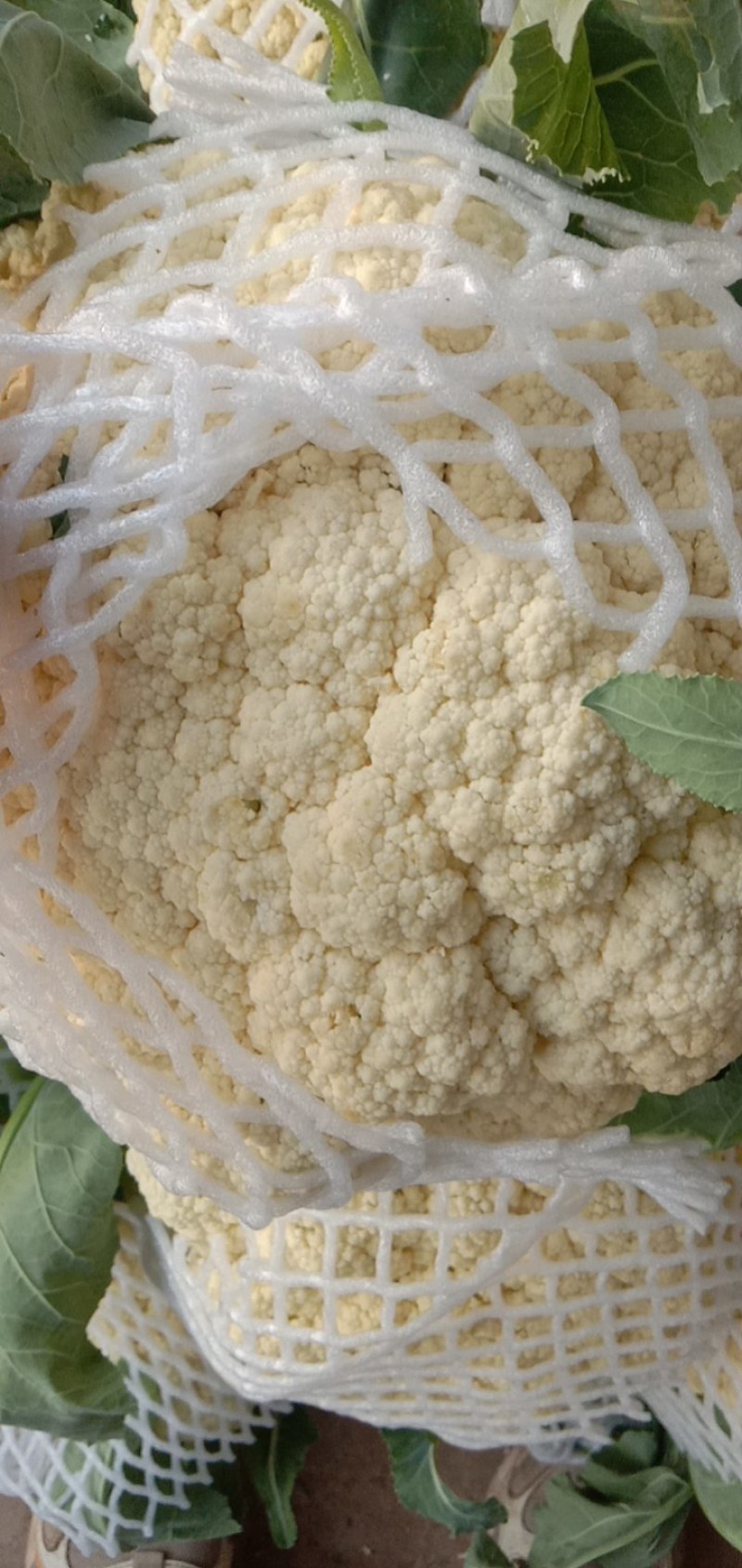 有机花菜，大量供应，基地直供，欢迎客户联系。