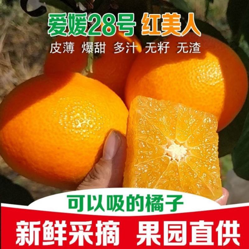 正宗象山红美人，水果中的爱马仕，精品礼盒包装，快递包邮！