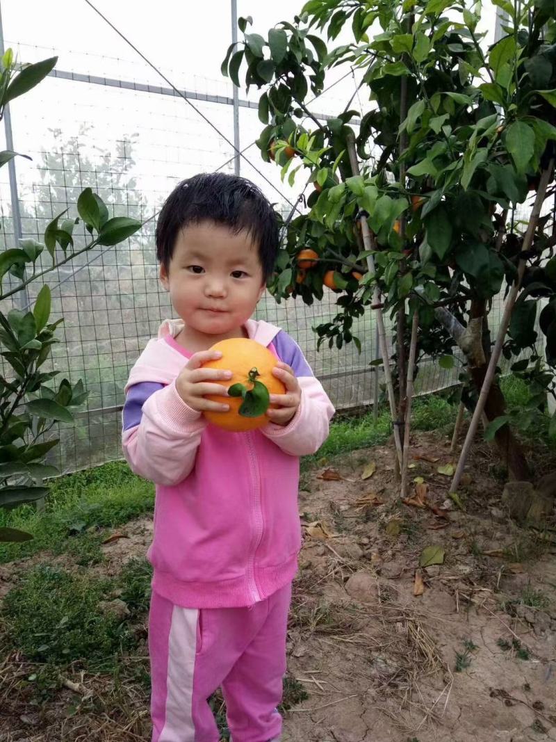 正宗象山红美人，水果中的爱马仕，精品礼盒包装，快递包邮！