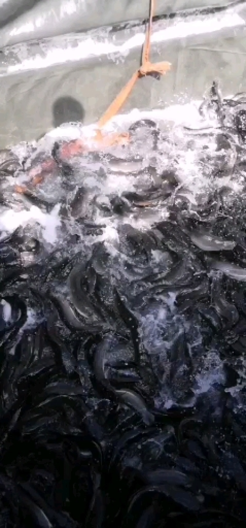 3斤以上八胡鲶鱼胡子鲢鱼量大从优