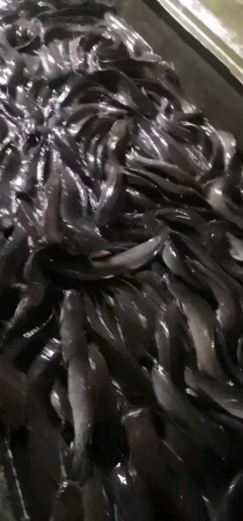 3斤以上八胡鲶鱼胡子鲢鱼量大从优