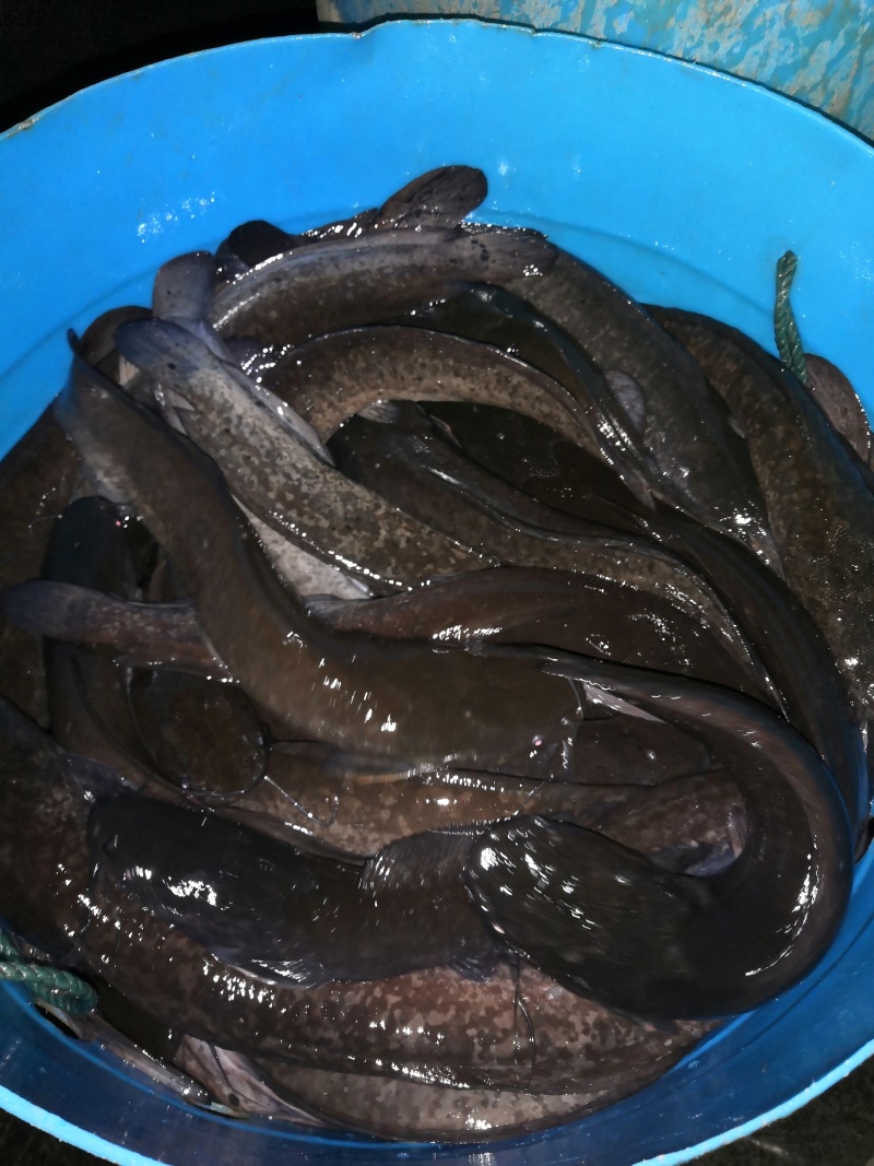 3斤以上八胡鲶鱼胡子鲢鱼量大从优