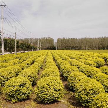 金冠女贞球80-1.2米的南北方种植绿化工程苗