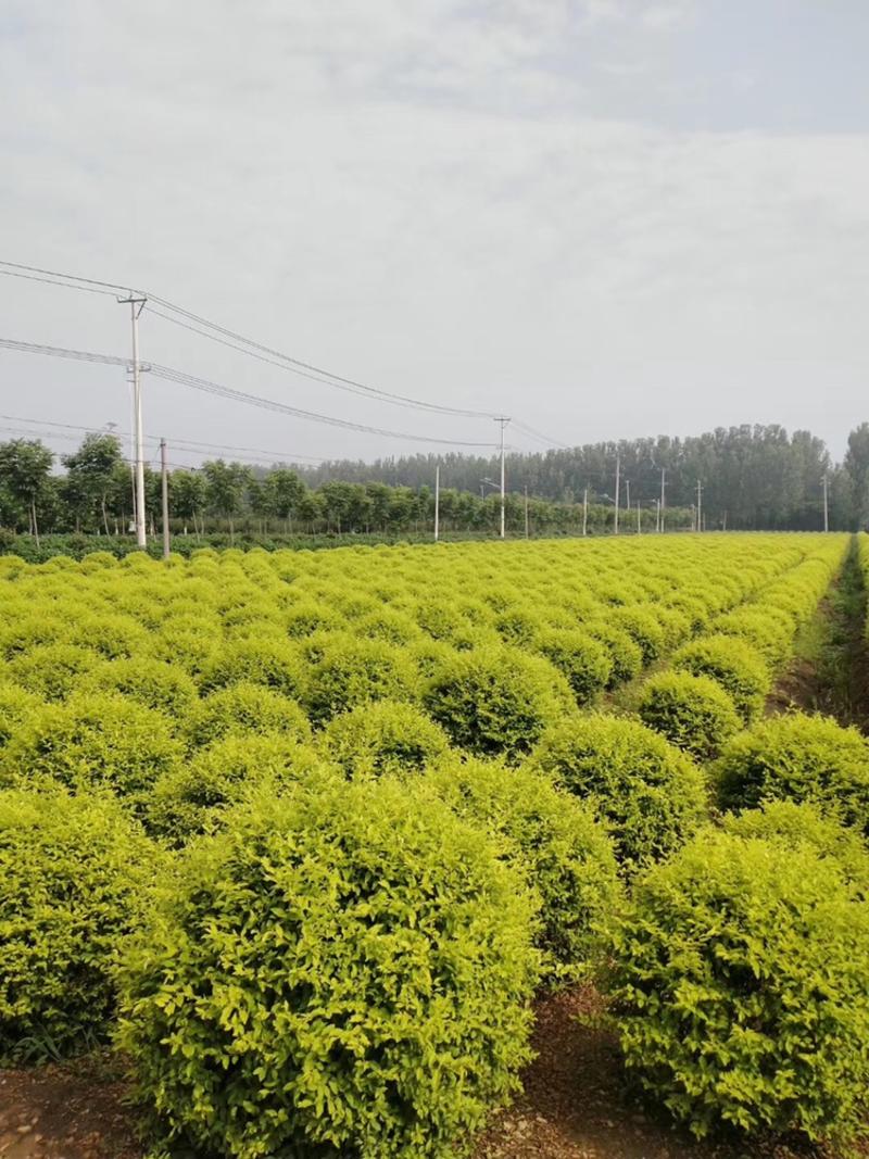 金冠女贞球80-1.2米的南北方种植绿化工程苗