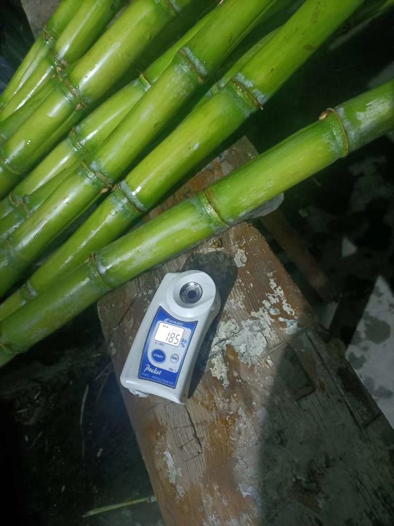 浙江温州陶山甘蔗自产自销，可视频看货，产地直供
