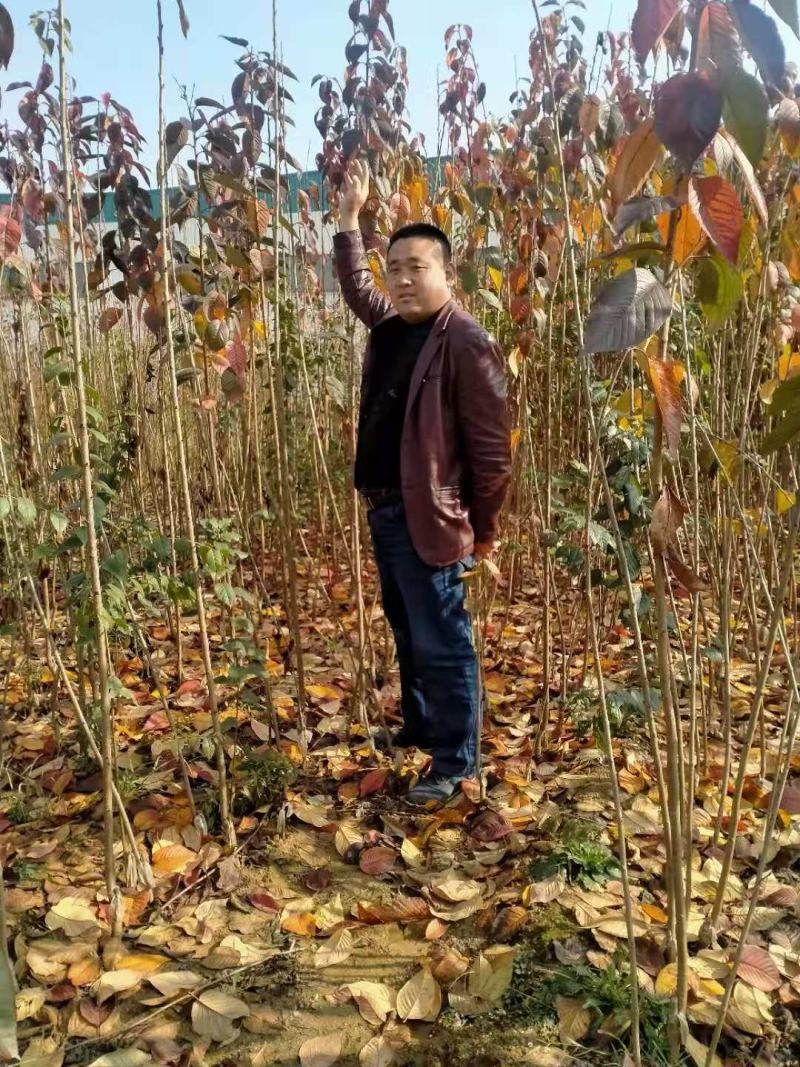 樱花树染井吉野樱花树早樱3-5，1.3米分枝