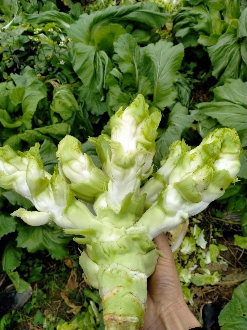 安岳精品儿菜基地直销，质量保证，无其他费用，装车快速。