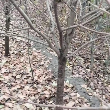 6到8公分柿子树清地价