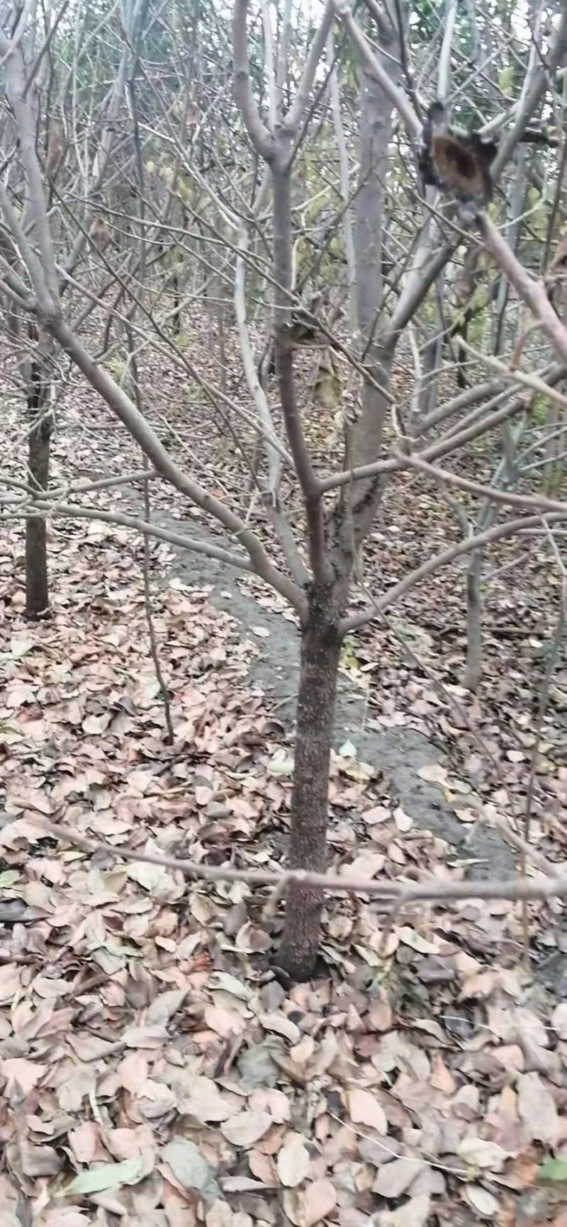 6到8公分柿子树清地价
