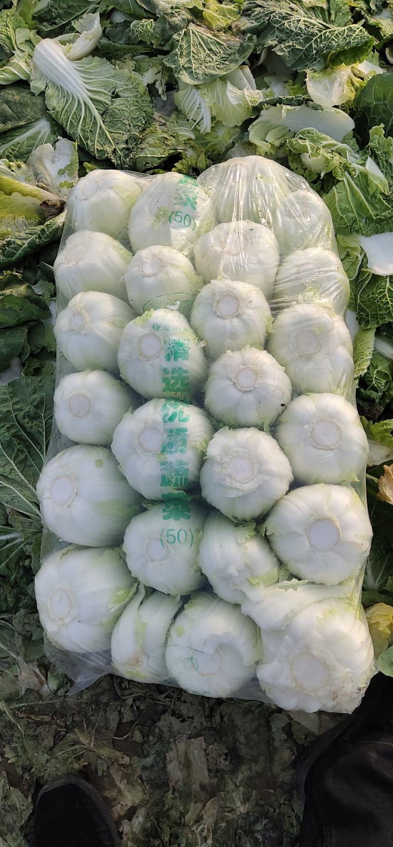 本基地娃娃菜大量上市中大小可选品质好适合大小市场分级包装