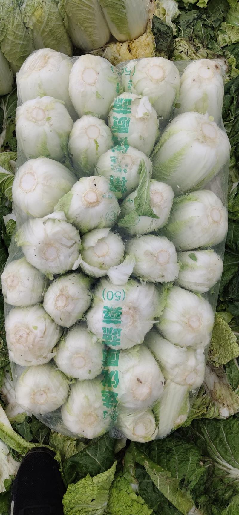 本基地娃娃菜大量上市中大小可选品质好适合大小市场分级包装
