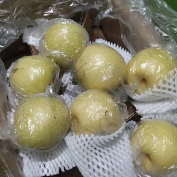 水果膜袋皇冠梨，箱装供货源头规格品类齐全大量订购