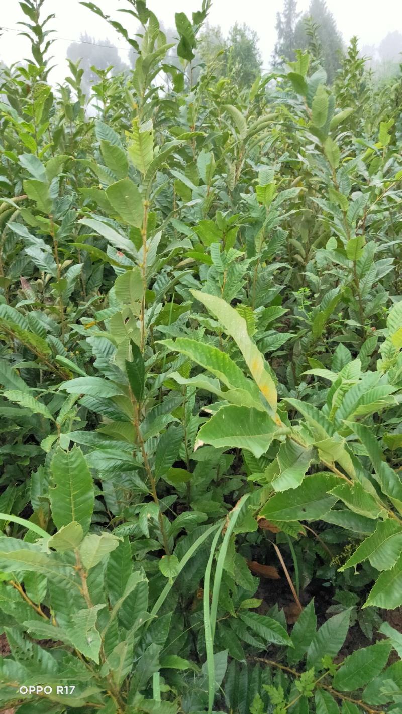 大红袍板栗，油板栗苗，当年挂果，基地直发量大从优